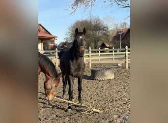 Oldenbourg, Jument, 3 Ans, 166 cm, Bai brun