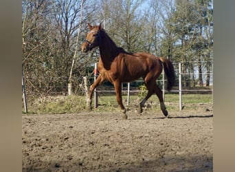 Oldenbourg, Jument, 3 Ans, 167 cm, Alezan
