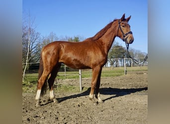 Oldenbourg, Jument, 3 Ans, 167 cm, Alezan