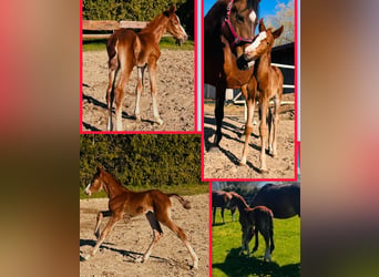 Oldenbourg, Jument, 3 Ans, 167 cm, Alezan