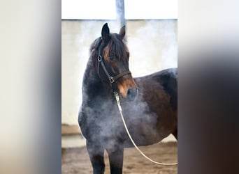 Oldenbourg, Jument, 3 Ans, 167 cm, Bai brun