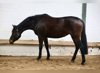 Oldenbourg, Jument, 3 Ans, 167 cm, Bai brun