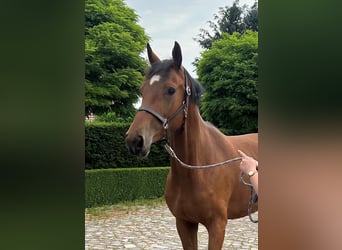 Oldenbourg, Jument, 3 Ans, 167 cm, Bai