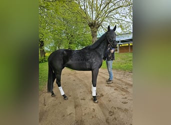 Oldenbourg, Jument, 3 Ans, 167 cm, Noir