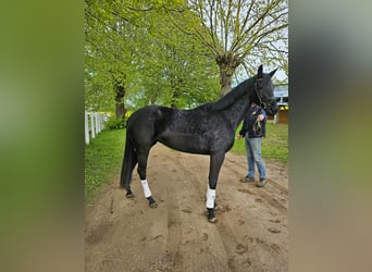 Oldenbourg, Jument, 3 Ans, 167 cm, Noir