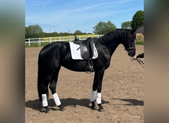 Oldenbourg, Jument, 3 Ans, 167 cm, Noir