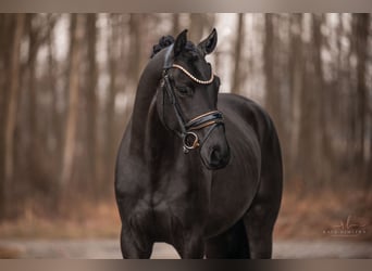 Oldenbourg, Jument, 3 Ans, 167 cm, Noir