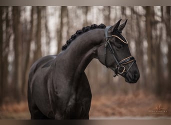 Oldenbourg, Jument, 3 Ans, 167 cm, Noir