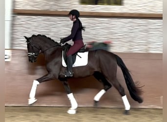 Oldenbourg, Jument, 3 Ans, 167 cm, Noir