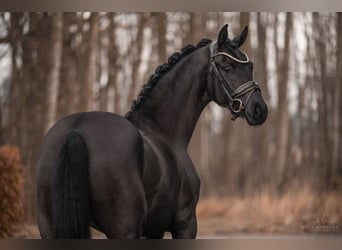 Oldenbourg, Jument, 3 Ans, 167 cm, Noir