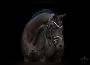 Oldenbourg, Jument, 3 Ans, 167 cm, Noir