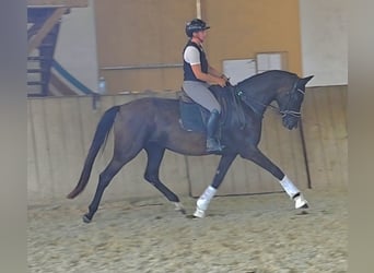 Oldenbourg, Jument, 3 Ans, 167 cm, Noir