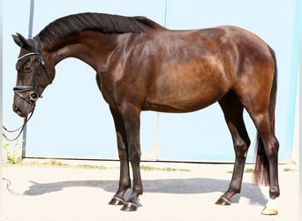 Oldenbourg, Jument, 3 Ans, 167 cm, Noir