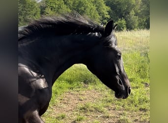 Oldenbourg, Jument, 3 Ans, 167 cm, Noir