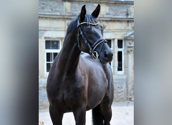 Oldenbourg, Jument, 3 Ans, 167 cm, Noir
