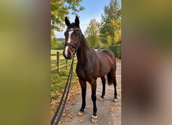 Oldenbourg, Jument, 3 Ans, 168 cm, Alezan brûlé