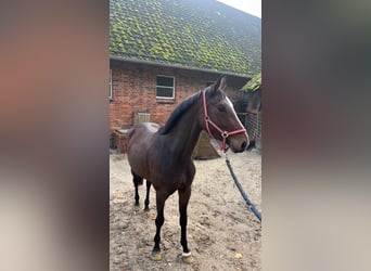 Oldenbourg, Jument, 3 Ans, 168 cm, Alezan brûlé