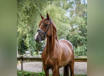 Oldenbourg, Jument, 3 Ans, 168 cm, Alezan