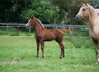 Oldenbourg, Jument, 3 Ans, 168 cm, Alezan