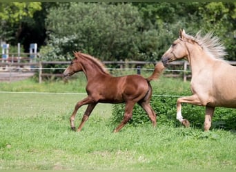 Oldenbourg, Jument, 3 Ans, 168 cm, Alezan