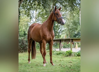 Oldenbourg, Jument, 3 Ans, 168 cm, Alezan