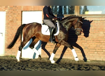 Oldenbourg, Jument, 3 Ans, 168 cm, Bai brun