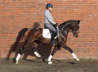Oldenbourg, Jument, 3 Ans, 168 cm, Bai brun
