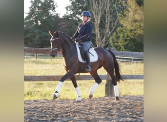 Oldenbourg, Jument, 3 Ans, 168 cm, Bai brun