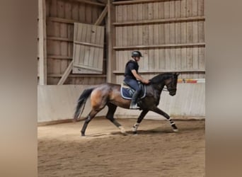 Oldenbourg, Jument, 3 Ans, 168 cm, Bai brun