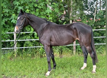 Oldenbourg, Jument, 3 Ans, 168 cm, Bai brun foncé