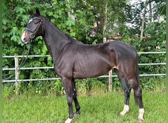 Oldenbourg, Jument, 3 Ans, 168 cm, Bai brun foncé