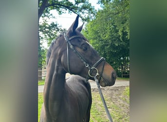 Oldenbourg, Jument, 3 Ans, 168 cm, Bai brun foncé