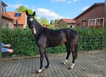 Oldenbourg, Jument, 3 Ans, 168 cm, Bai brun foncé