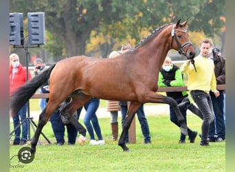 Oldenbourg, Jument, 3 Ans, 168 cm, Bai cerise