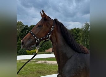 Oldenbourg, Jument, 3 Ans, 168 cm, Bai cerise