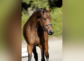 Oldenbourg, Jument, 3 Ans, 168 cm, Bai