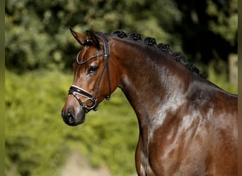 Oldenbourg, Jument, 3 Ans, 168 cm, Bai