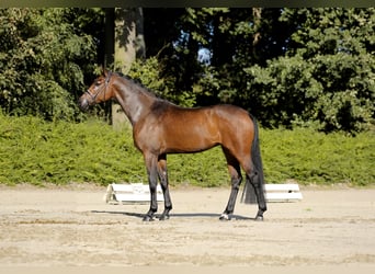 Oldenbourg, Jument, 3 Ans, 168 cm, Bai