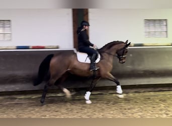 Oldenbourg, Jument, 3 Ans, 168 cm, Bai