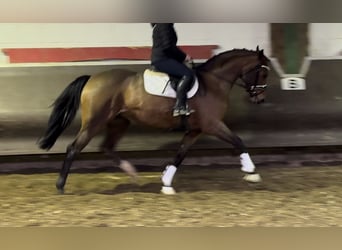 Oldenbourg, Jument, 3 Ans, 168 cm, Bai