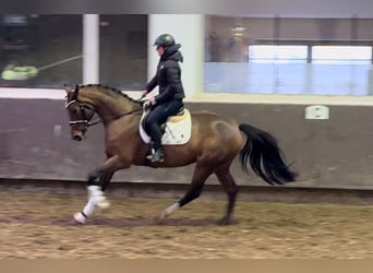 Oldenbourg, Jument, 3 Ans, 168 cm, Bai