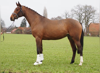 Oldenbourg, Jument, 3 Ans, 168 cm, Bai