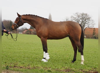 Oldenbourg, Jument, 3 Ans, 168 cm, Bai