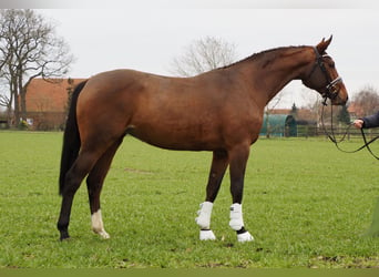 Oldenbourg, Jument, 3 Ans, 168 cm, Bai