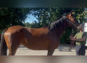 Oldenbourg, Jument, 3 Ans, 168 cm, Bai