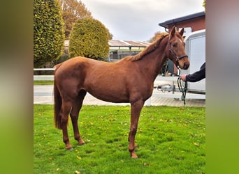 Oldenbourg, Jument, 3 Ans, 168 cm