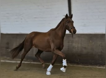 Oldenbourg, Jument, 3 Ans, 168 cm