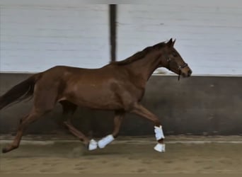 Oldenbourg, Jument, 3 Ans, 168 cm