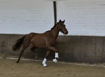 Oldenbourg, Jument, 3 Ans, 168 cm