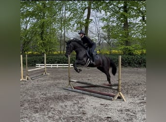 Oldenbourg, Jument, 3 Ans, 168 cm, Noir